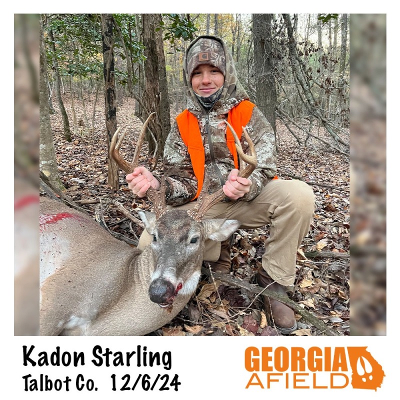 120624-Kadon-Starling-buck