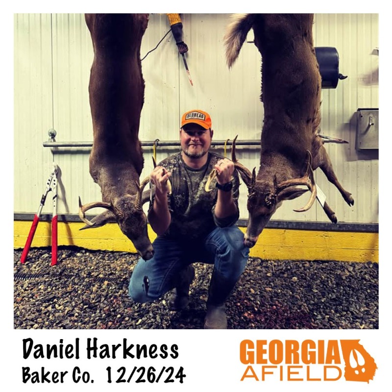 Daniel-Harkness-bucks