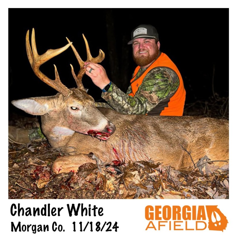 Chandler-White-buck