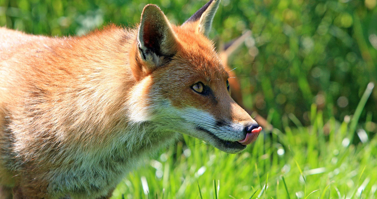 Beautiful Georgia red fox licking its lips.