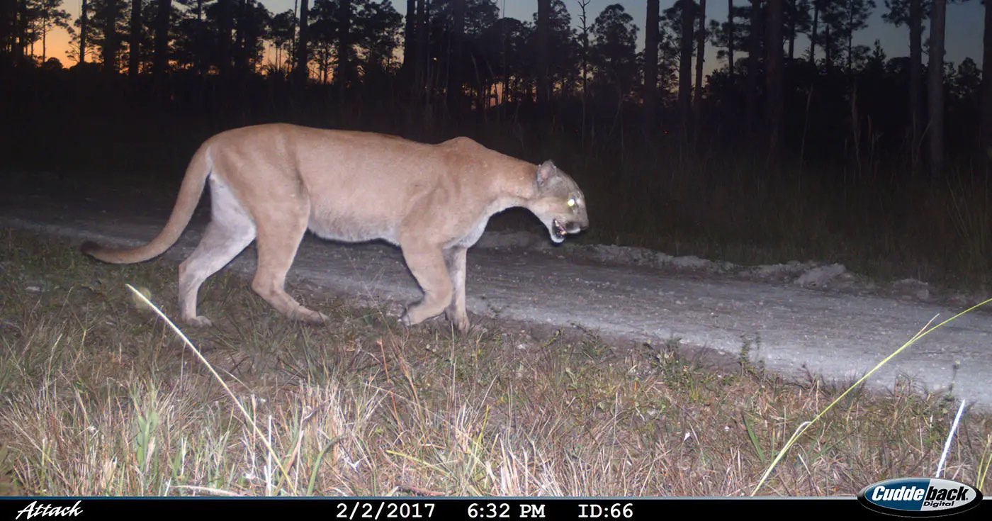 Photo of a Florida panther crossing a gravel road in South Florida.