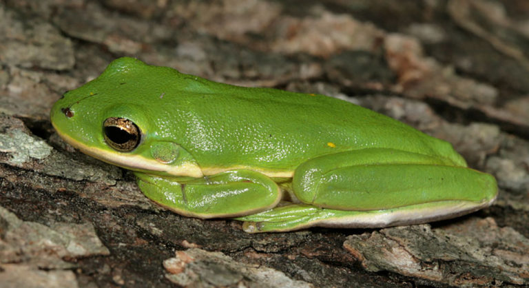 Tree Frogs of Georgia: A Comprehensive Guide