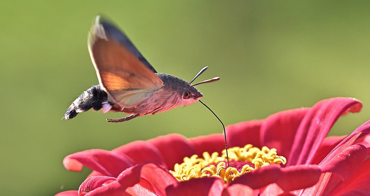 Hummingbird Hawk Moth drinking nectar from a flower.