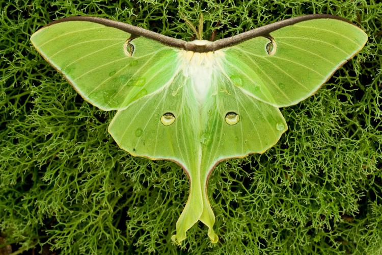 Luna Moths in Georgia: Facts, Habitat, and Life Cycle
