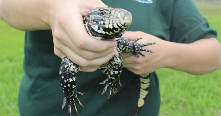 Georgia’s Giant Lizard: The Invasive Black and White Tegu