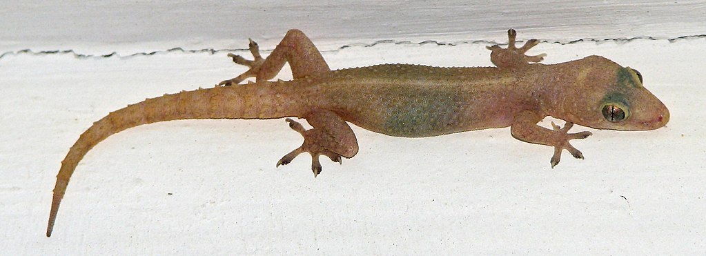 Photo of a common house gecko on a wall.
