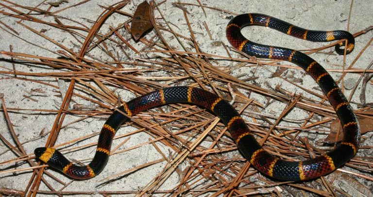 Coral Snakes in Georgia: An In-Depth Look