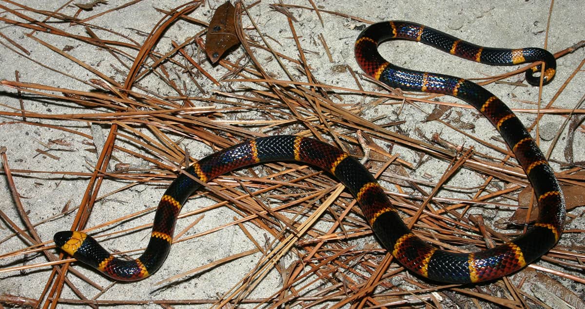 A coral snake among sand and pine needles in South Georgia.