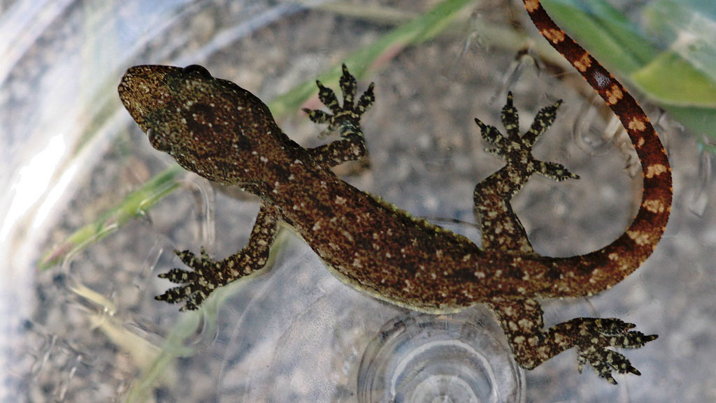 Photo of an Indo-pacific gecko.