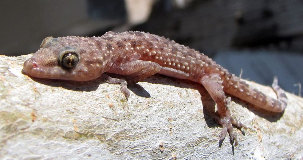 Mediterranean gecko laying on a log. 
