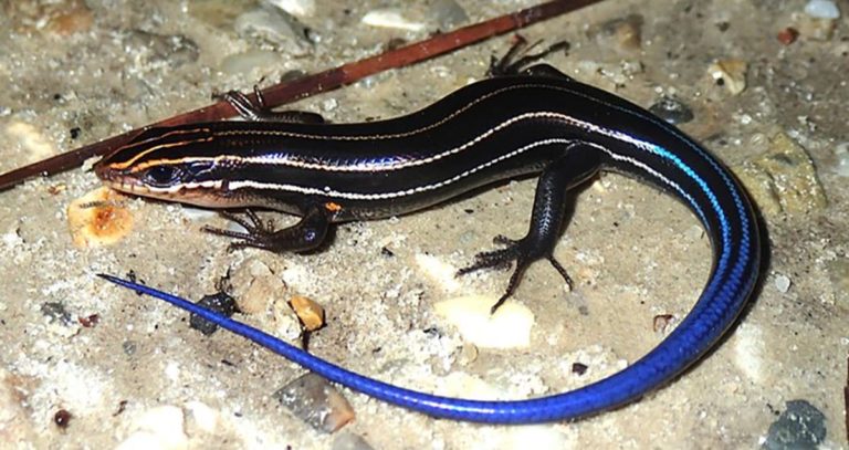 Georgia Lizards With Blue Tails: An Identification Guide