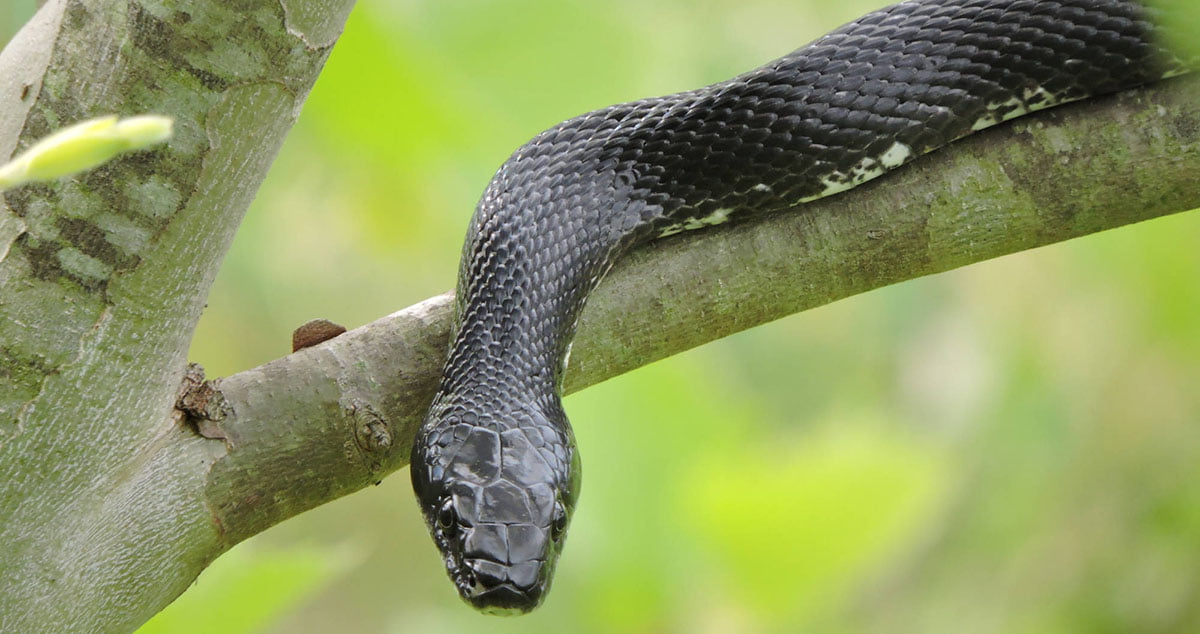 Image of a black rat snake on a tree branch.