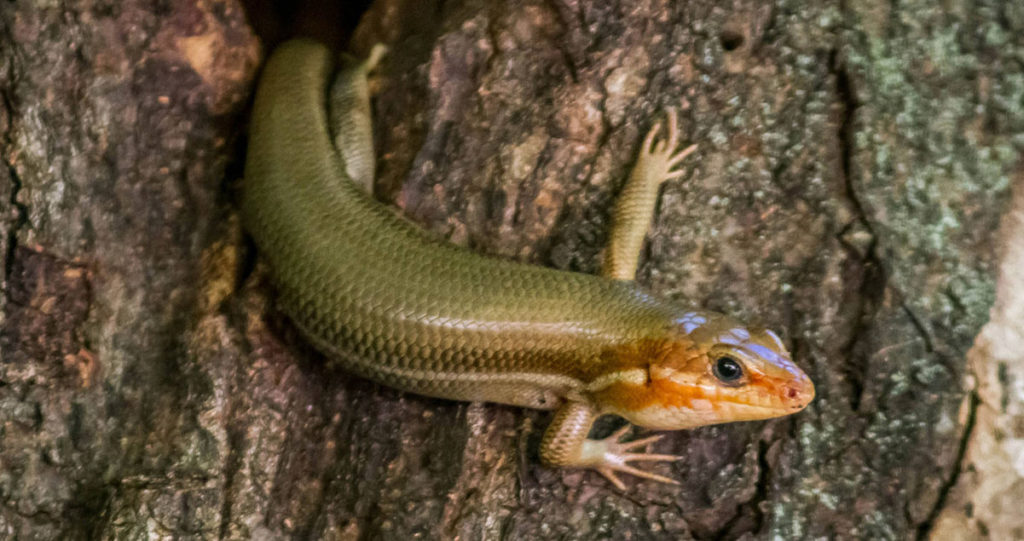 Broadhead skink coming out of a hole in a tree.