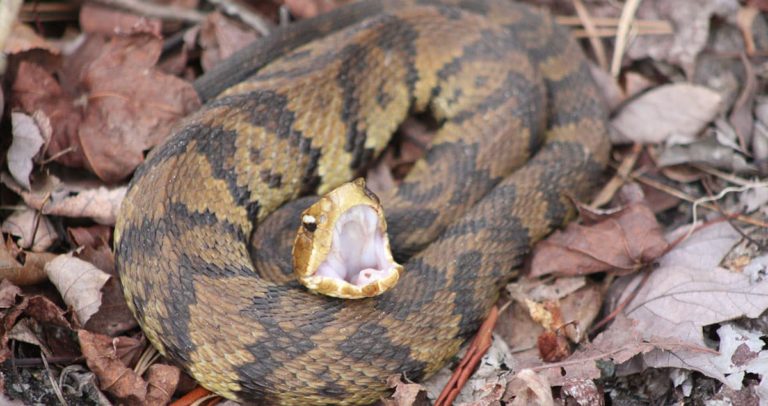 Georgia’s Water Snake Species: Identifying Cottonmouths and Their Non-Venomous Look-Alikes