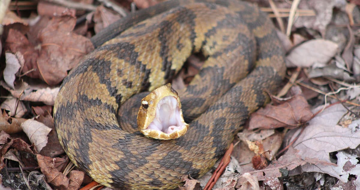Cottonmouth snake with his mouth open in defensive mode.
