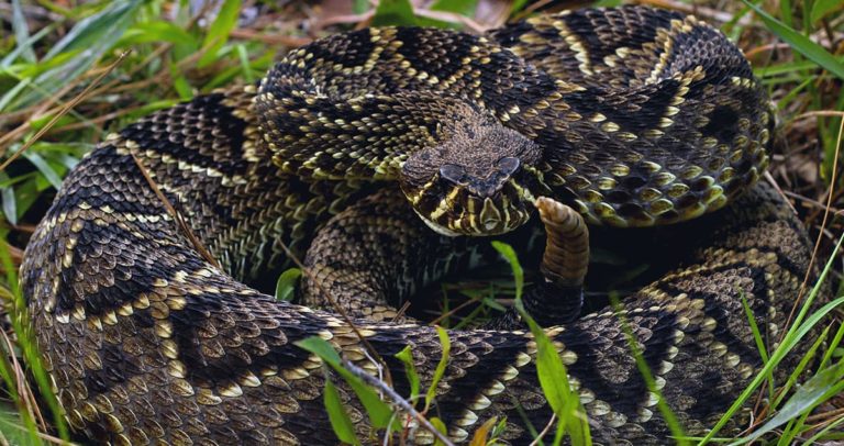 A Guide to Eastern Diamondback Rattlesnakes in Georgia