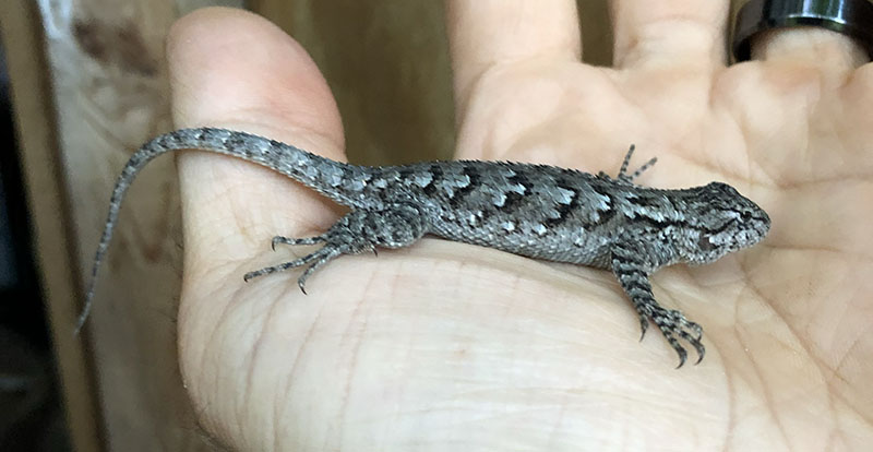 Young eastern fence lizard chilling in the palm of my hand.