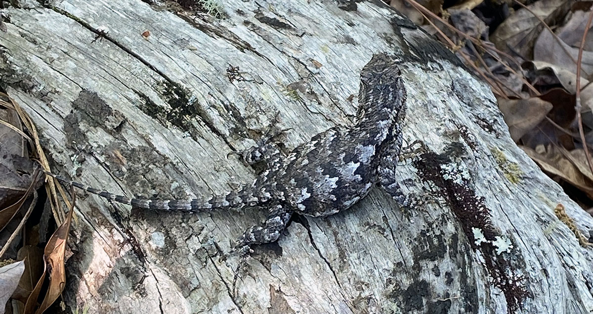Photo of an eastern fence lizard on a log.