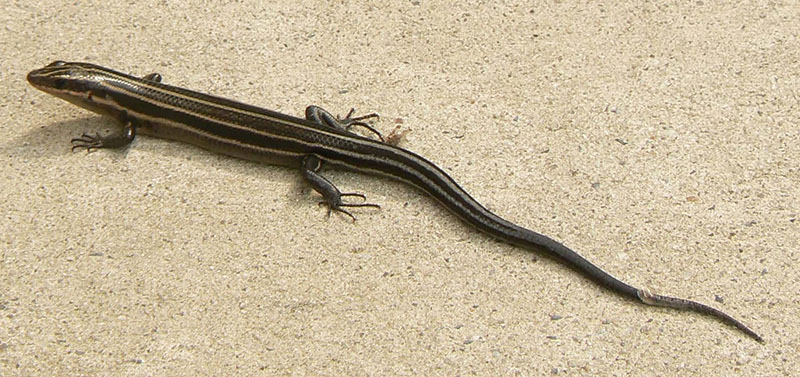 Photo of a five-lined skink in Georgia.