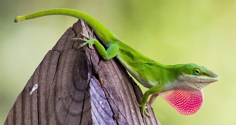 Green Anoles in Georgia: The State’s Native ‘Chameleon’