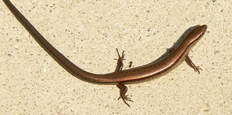 Photo of a ground skink on sand.