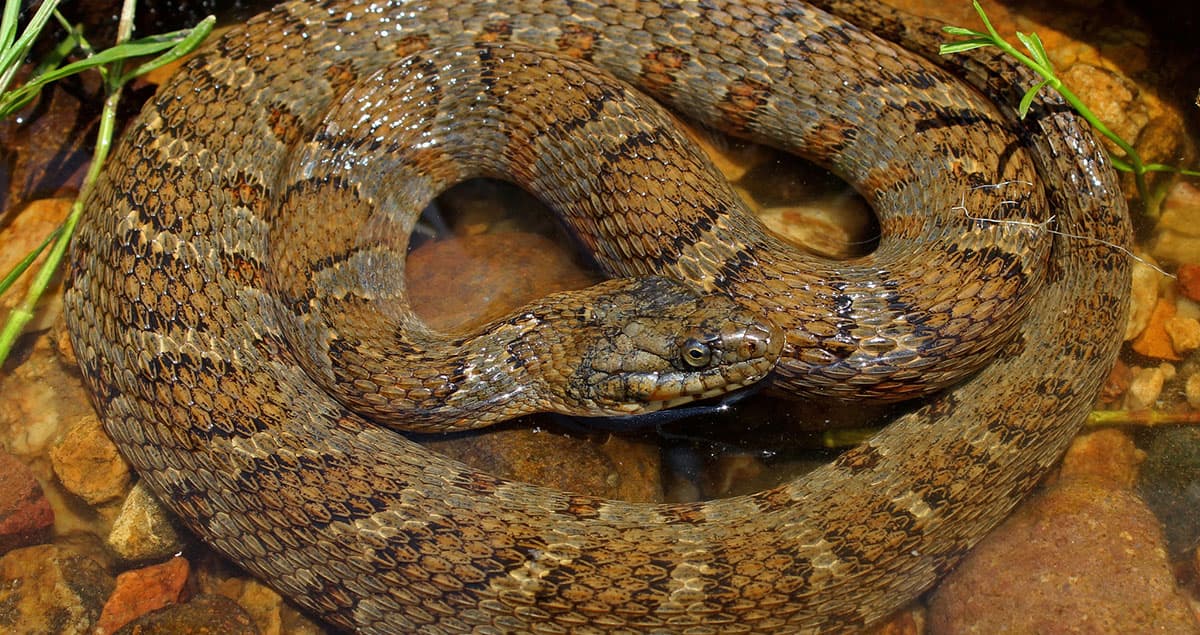 Photo of a midland water snake, which closely resembles a copperhead.
