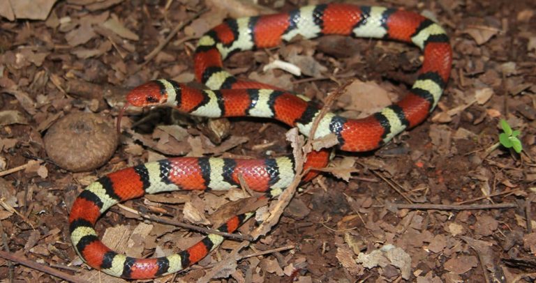 Coral Snake Look-Alikes in Georgia