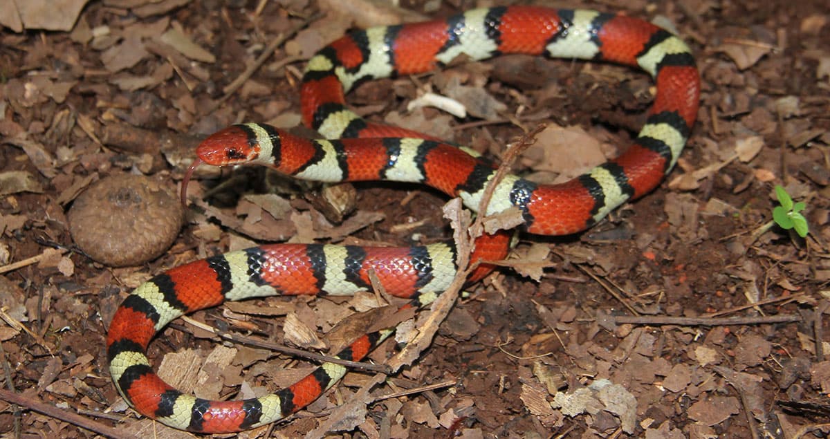 A scarlet kingsnake, which appears very similar to a coral snake.