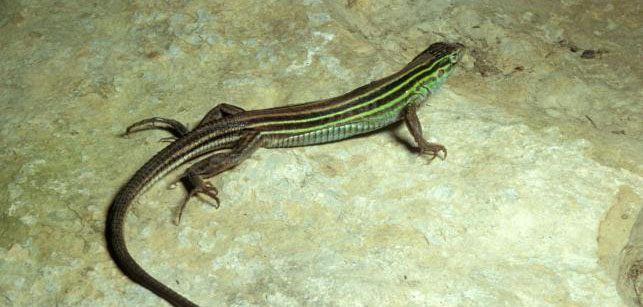 Photo of a six-lined racerunner on a rock.