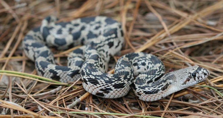 Pine Snakes in Georgia: A Comprehensive Guide