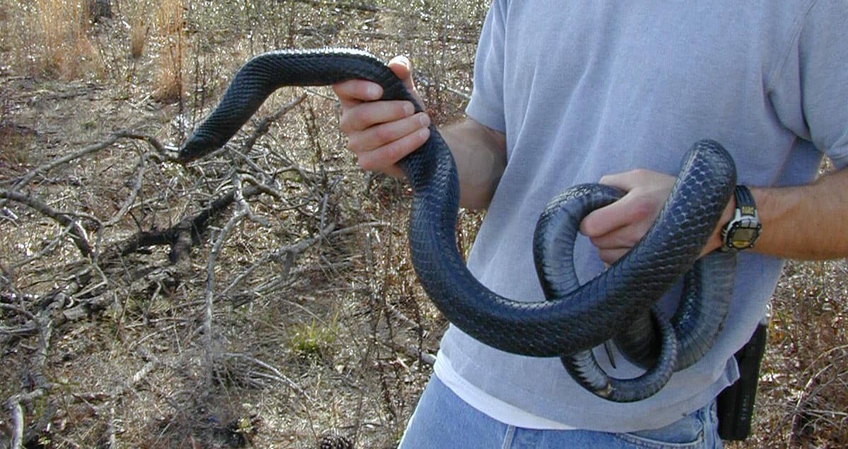 Photo of a USFWS employee holding a large eastern indigo snake in Georgia.