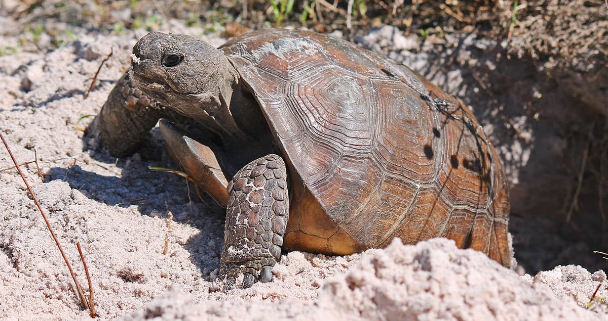 A Georgia gopher tortoise coming out of its burrow.