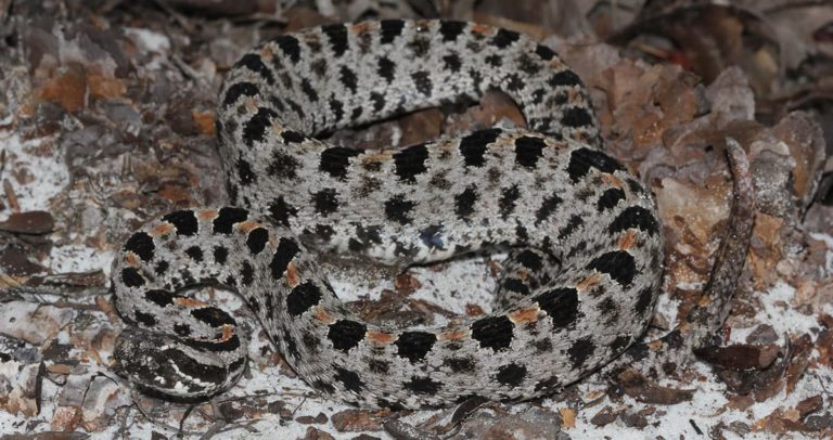 Georgia’s Pygmy Rattlesnake