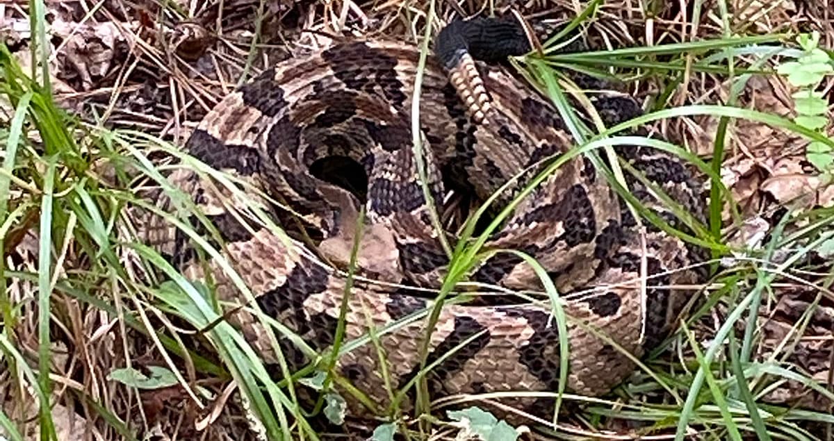 A Georgia timber rattlesnake in a coiled, defensive position.