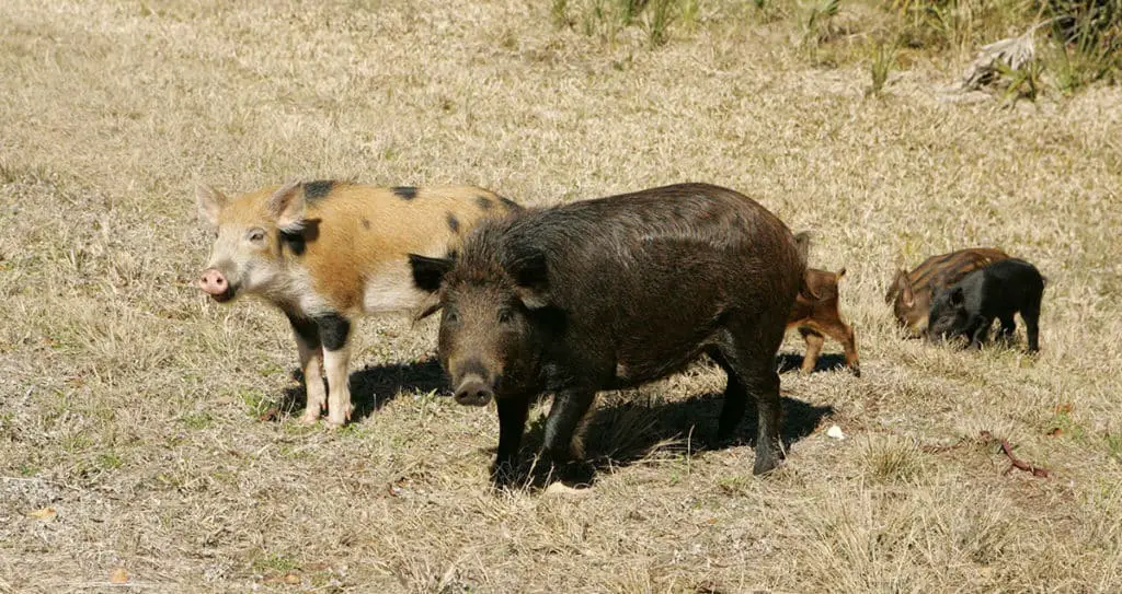 Two adult feral hogs with two piglets standing in a field.