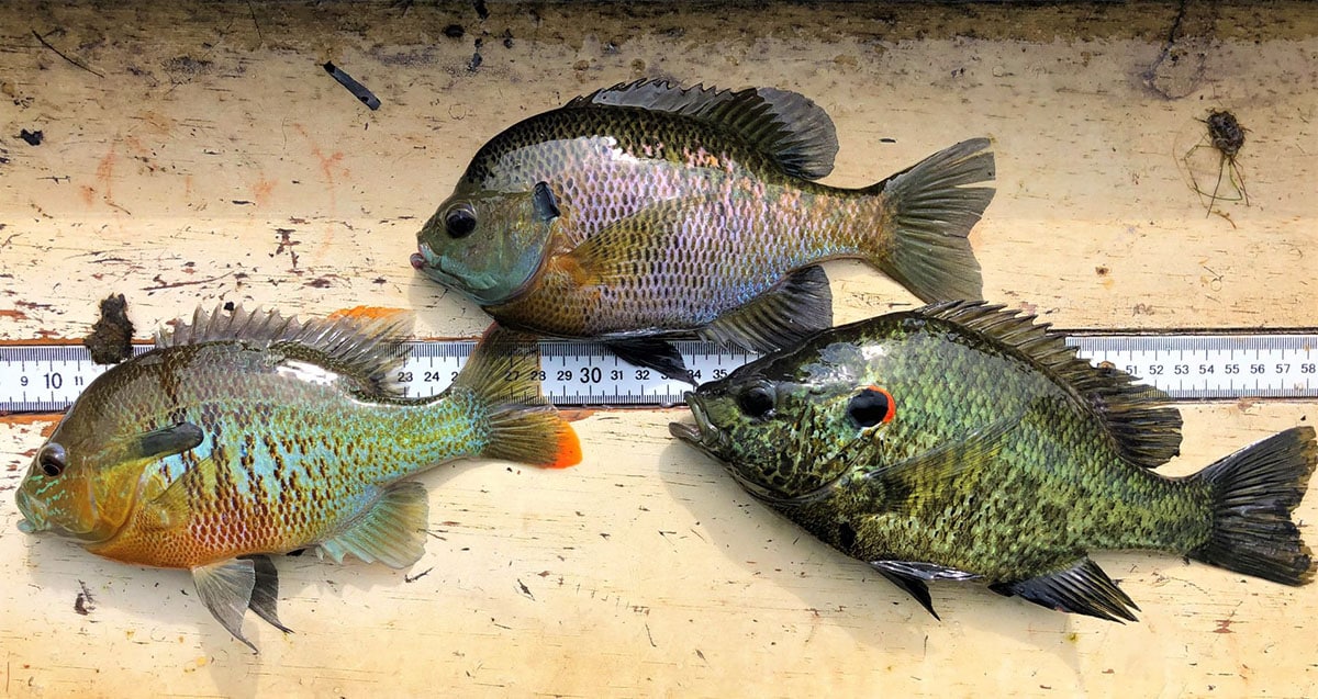 Three different species of Georgia bream laying next to a measuring tape to show size.