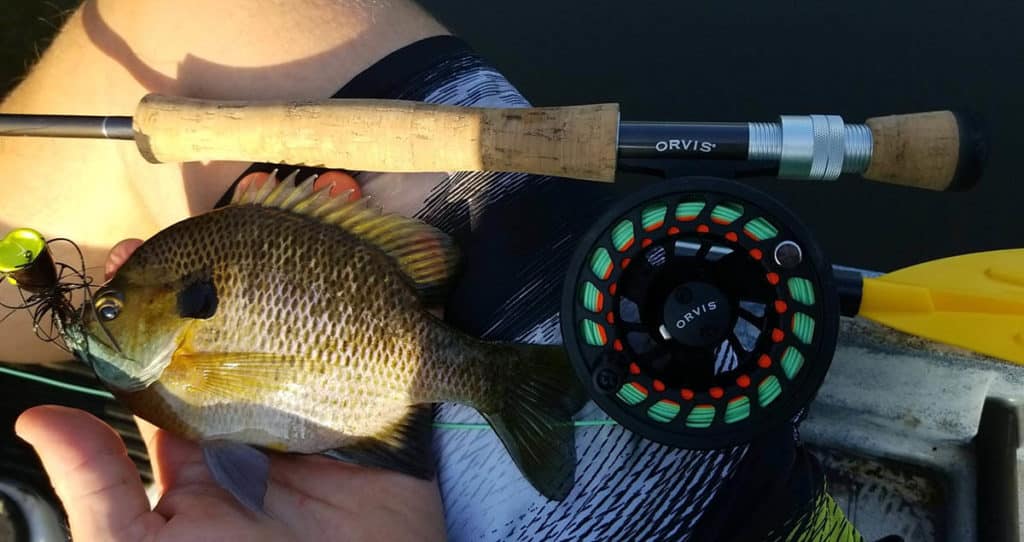 A nice bluegill caught on a fly rod by Hunter Roop.