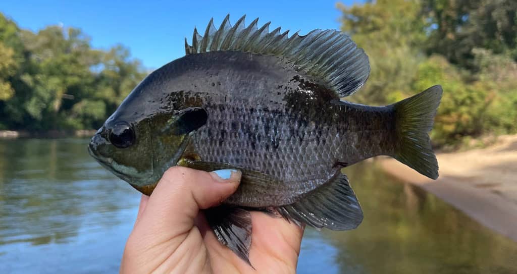 Dark colored bluegill caught from a Georgia stream.