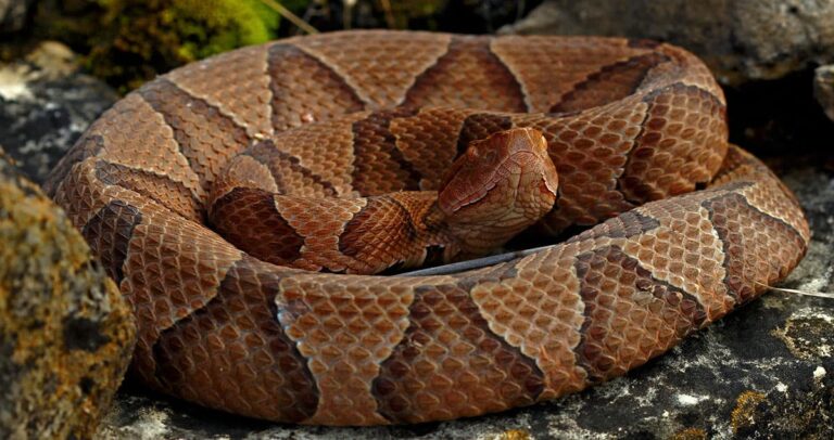 Closeup of a copperhead snake.