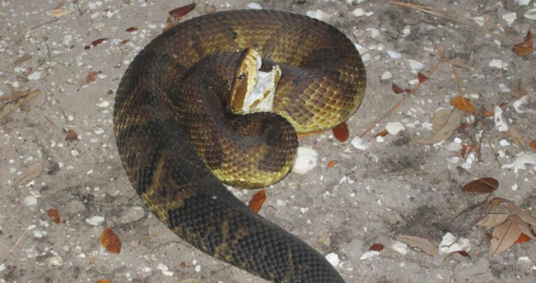A Georgia cottonmouth coiled up with his mouth partially open.
