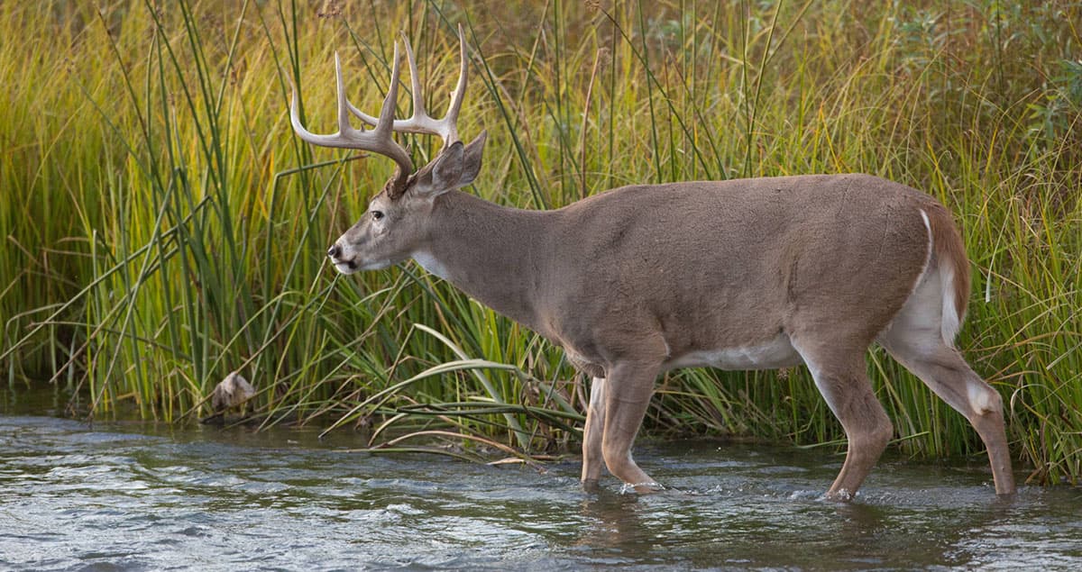 Large buck walking in a creek.