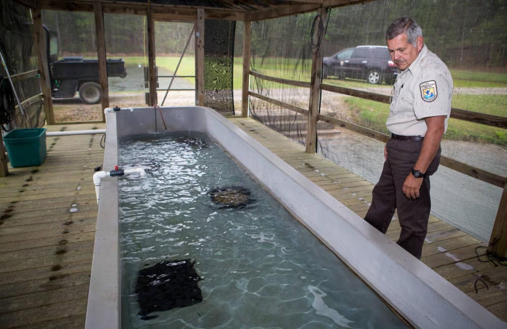 Man looking in large fish tank at hatchery.