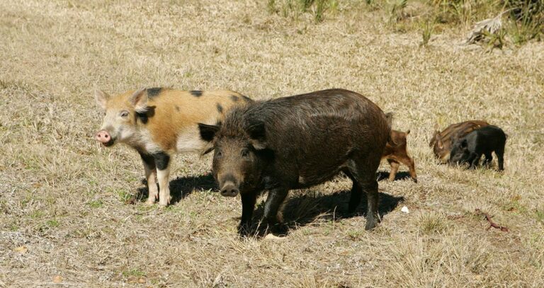 Two big feral hogs with piglets.