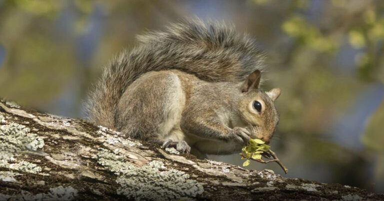 A squirrel sitting on a branch.