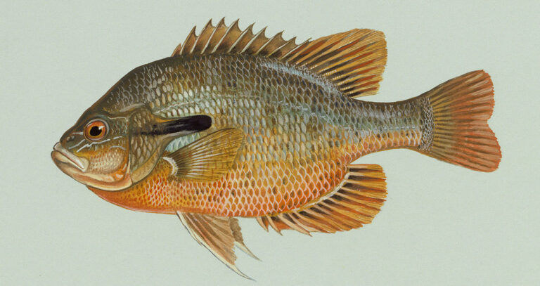 Lifelike drawing of a redbreast sunfish.