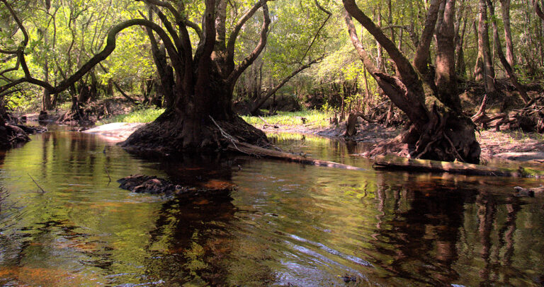 Trees overhanging the bank of the Satilla River.