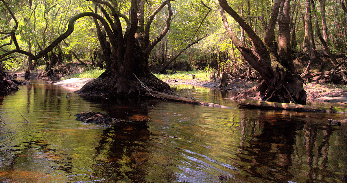 Georgia's Satilla River Provides a Variety of Great Fishing Opportunities