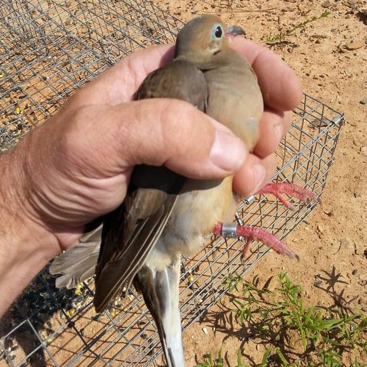 A biologist holding a dove with a leg band.