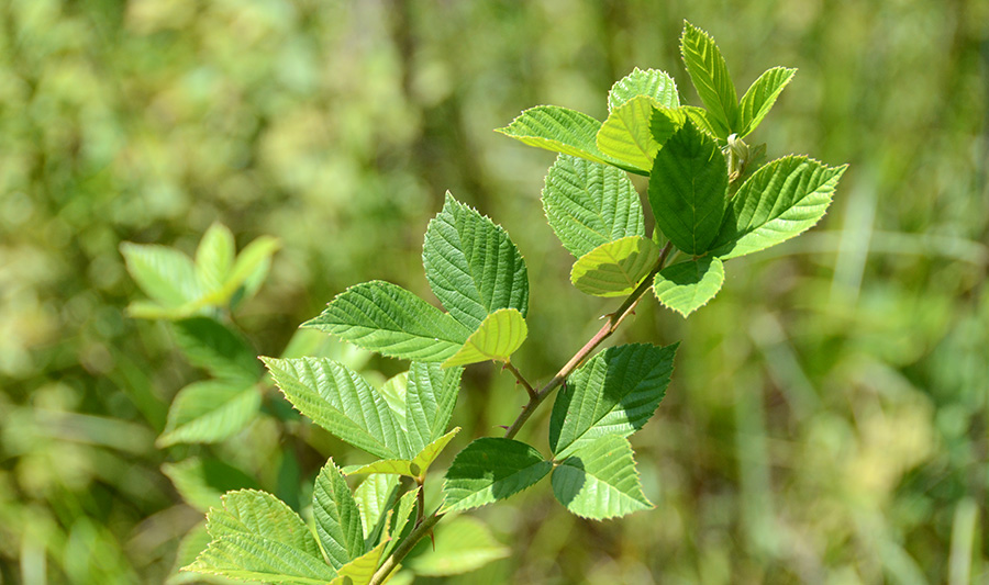 Blackberry brambles in a field.