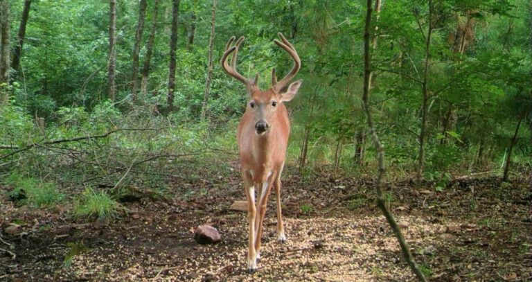 A deer standing in the woods in a corn pile.